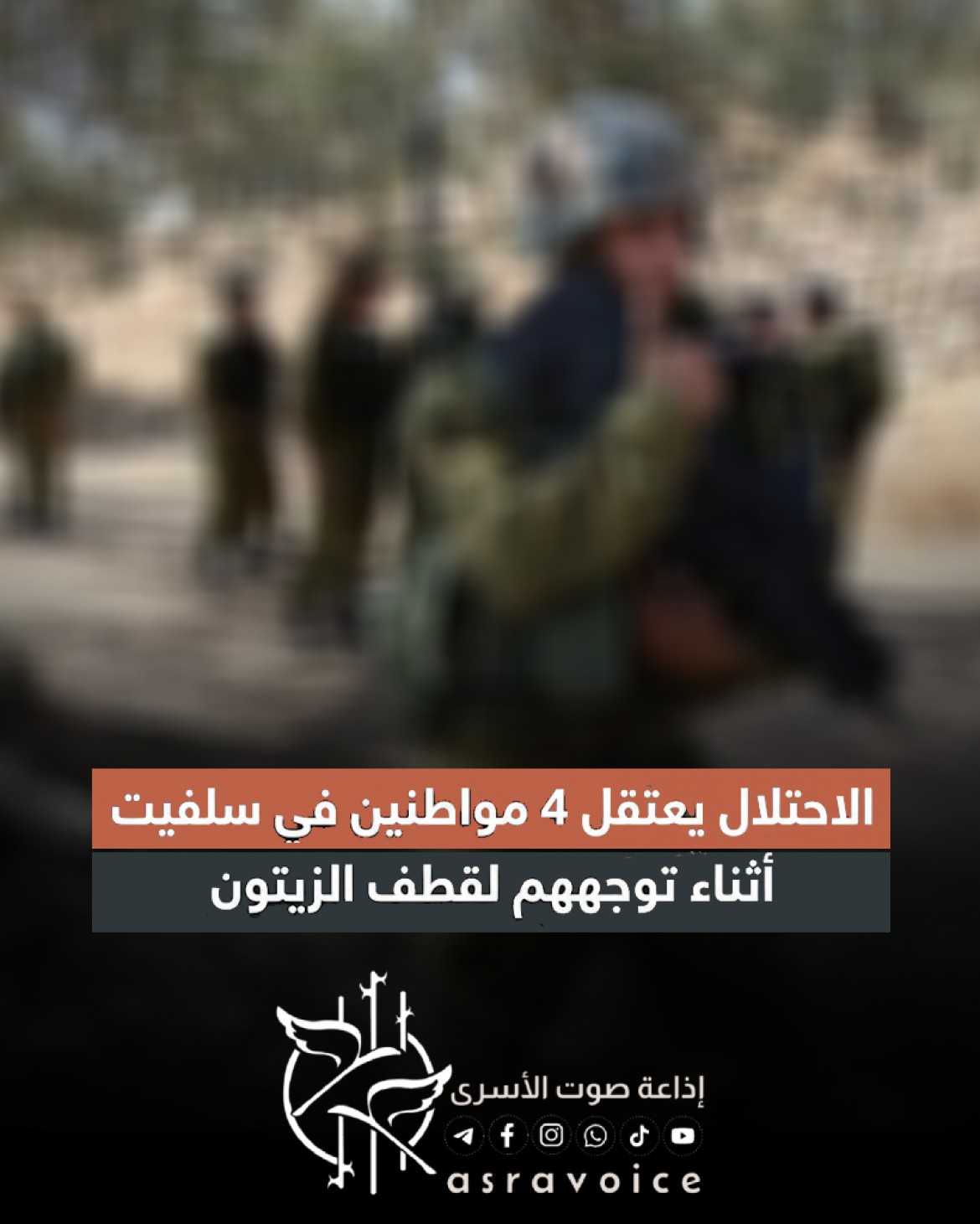 الاحتلال يعتقل 4 مواطنين في سلفيت أثناء توجههم لقطف الزيتون