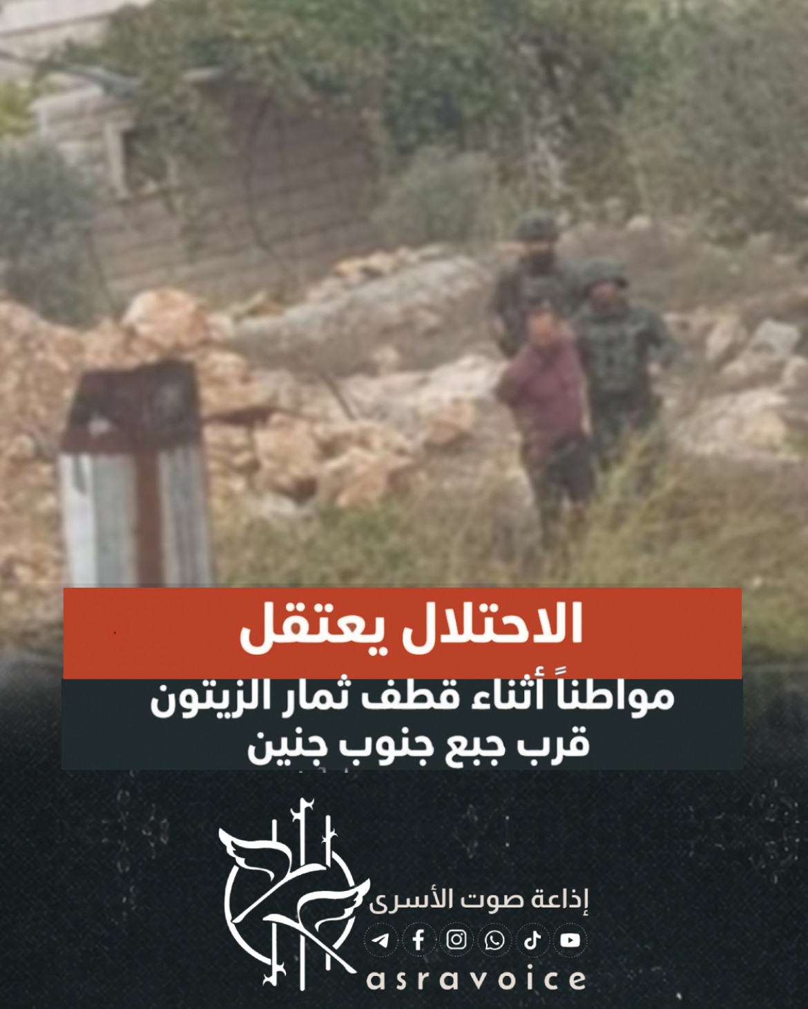 الاحتلال يعتقل مواطنا أثناء قطف ثمار الزيتون قرب جبع جنوب جنين